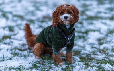 Bringing Your Pet to Branson? Discover Lodging That Makes December Travel Easy